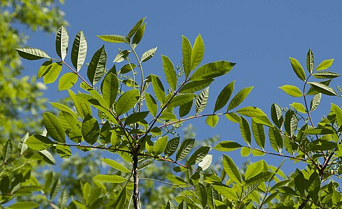 <p>Identify this species</p>