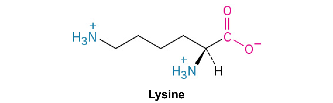 <p>A basic amino acid with a terminal primary amino group, often binding to negatively charged molecules.</p>