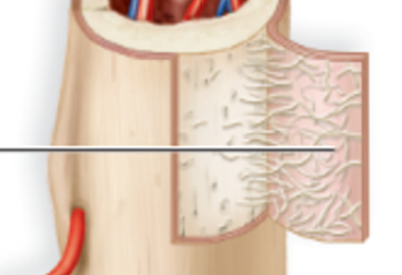 <p>layer of fibrous connective tissue completely covering the long bones</p>