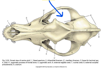 <p>Where is the eyeball housed?</p>