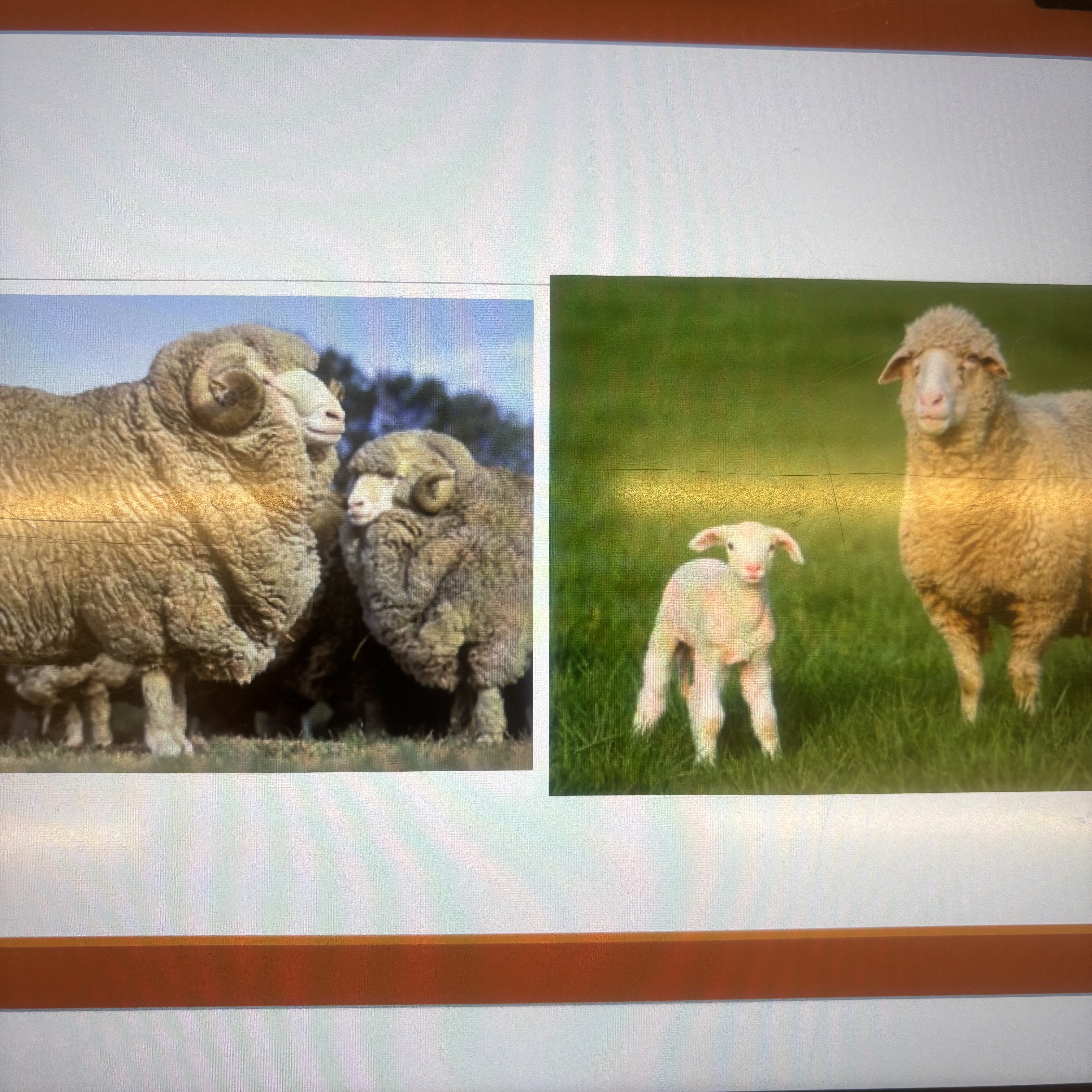 <p>What breed? </p>