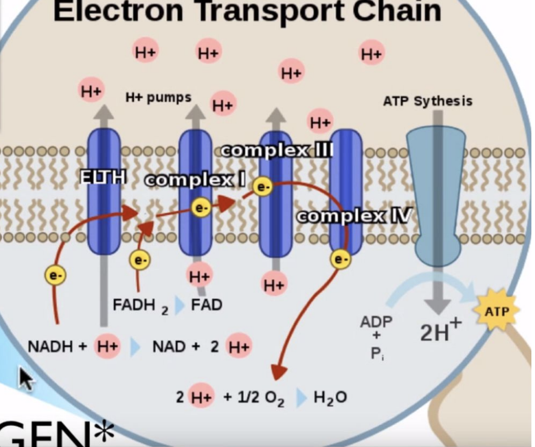 <ul><li><p>Occurs in the matrix of the mitochondria</p></li><li><p>Acetyl CoA enters the cycle</p></li><li><p>Gives off 2 CO2 as a waste product</p></li><li><p>Reduces NAD+ to NADH and FAD to FADH2</p></li><li><p>Produces 2 ATP</p></li><li><p>9 steps of chemical reactions and repeats twice; reduction</p></li></ul><p></p>