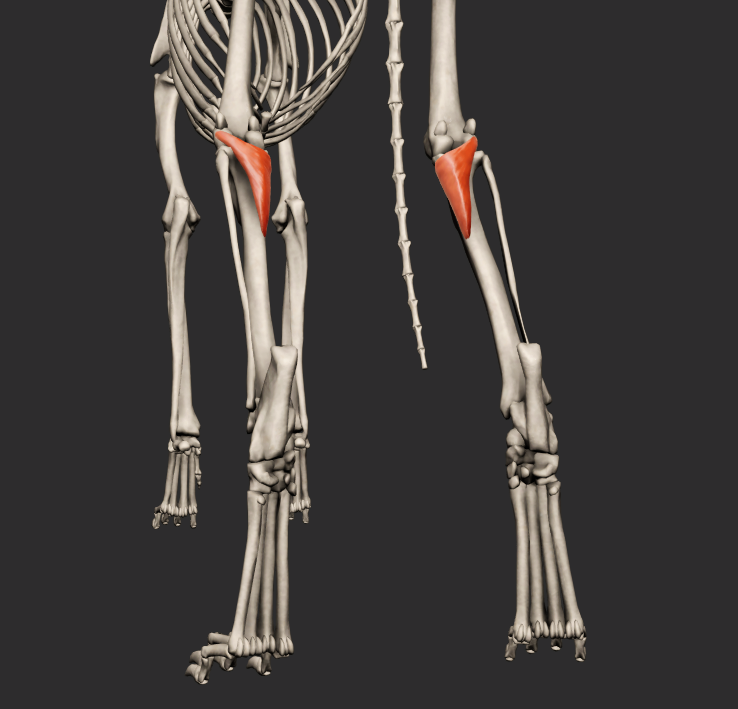 <p>odstup: fossa musculi poplitei<br>úpon: linea musculi poplitei tibiae<br>funkce: flexe a mírná addukce v articulatio genus</p>