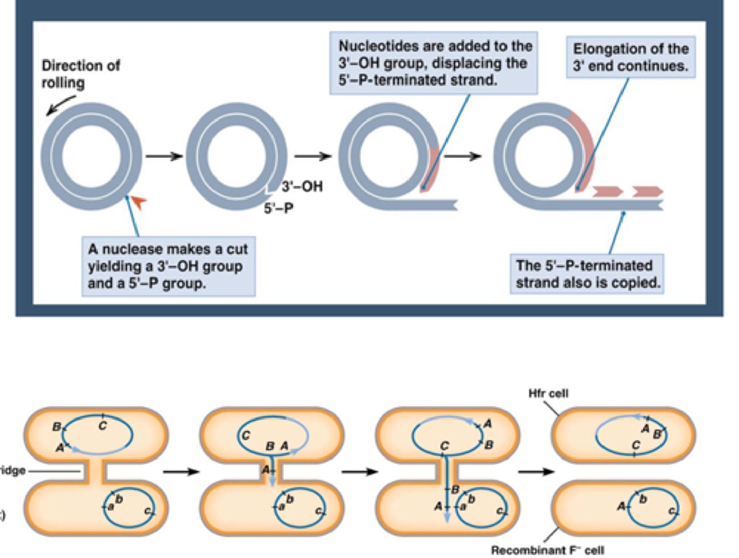 <p>1) Initiatie: Het proces begint wanneer een enkele streng van het circulaire DNA-molecuul wordt geknipt. Dit creëert een vrije 3'-OH eind dat als startpunt dient voor de synthese van een nieuwe DNA-streng.</p><p>2) Synthese van Nieuwe Streng: DNA-polymerase begint de synthese van een nieuwe DNA-streng door gebruik te maken van de niet-gekloofde streng als sjabloon. Terwijl de nieuwe streng groeit aan 3’ is er verplaatsing van de andere DNA streng (met het vrij 5’P)</p><p>3) Verlenging: De nieuwe DNA-streng groeit continu rond de circulaire sjabloonstreng, vergelijkbaar met hoe een rolband beweegt. Dit leidt tot de vorming van een lange enkelstrengige DNA die meerdere kopieën van het oorspronkelijke DNA-molecuul kan bevatten.</p><p>4) Beëindiging: Wanneer de nieuwe streng volledig is gesynthetiseerd, kan deze worden gescheiden en, indien nodig, circulair gemaakt door ligase-enzymen. De verdrongen originele streng kan ook worden gebruikt als sjabloon voor verdere replicatie of worden omgezet in een nieuwe dubbelstrengige structuur.</p>