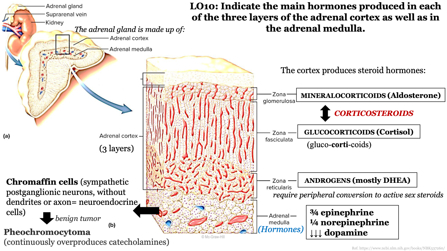 the adrenal cortex (superficial) and the adrenal medulla (deep)