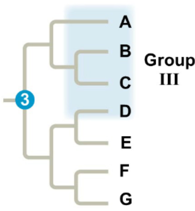 <p>includes distantly related species, but not their most recent common ancestor.</p><ul><li><p>Often represents analogous features/convergent evolution</p></li></ul>