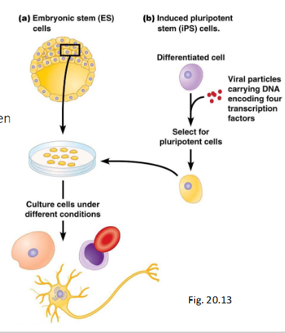 <p>Embryonale stamcellen rechtstreeks oogsten uit blastocyst om te differentiëren.</p><p>Een gedifferentieerde cel wordt behandeld met virale partikels, deze bevatten DNA om 4 eiwitten tot expressie te brengen.</p><p>De 4 eiwitten zijn in staat de gedifferentieerde cel te dedifferentiëren en weer pluripotent te maken (zorgen voor een herprogrammering)</p><p>De eiwitten zijn niet nodig voor initiatie, maar gaan wel transcriptie regelen (ze bepalen mee welke genen tot expressie komen en welke niet)</p>