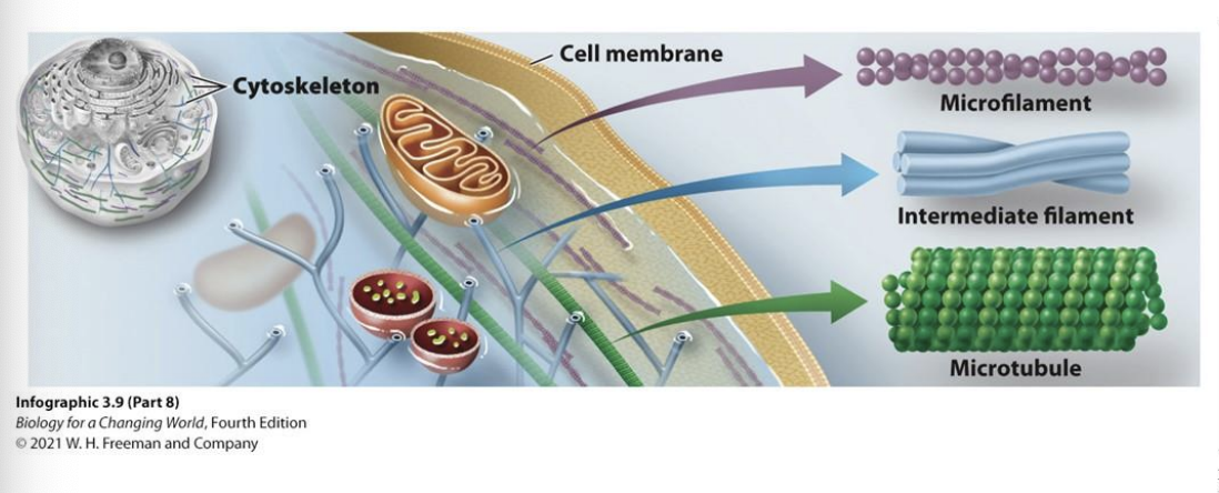 <p>Network of protein fibers that help with:</p><ul><li><p>cell support</p></li><li><p>cell movement</p></li><li><p>movement of structures within cells </p></li></ul><p></p>