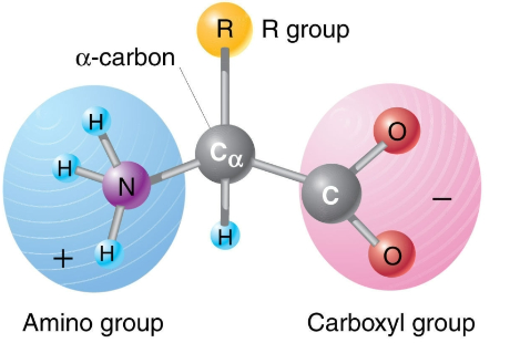<p>R group varies </p><ul><li><p>amino group= weak base</p></li><li><p>carboxyl group=weak acid</p><ul><li><p>both can ionize depending on pH</p></li></ul></li></ul><p></p>