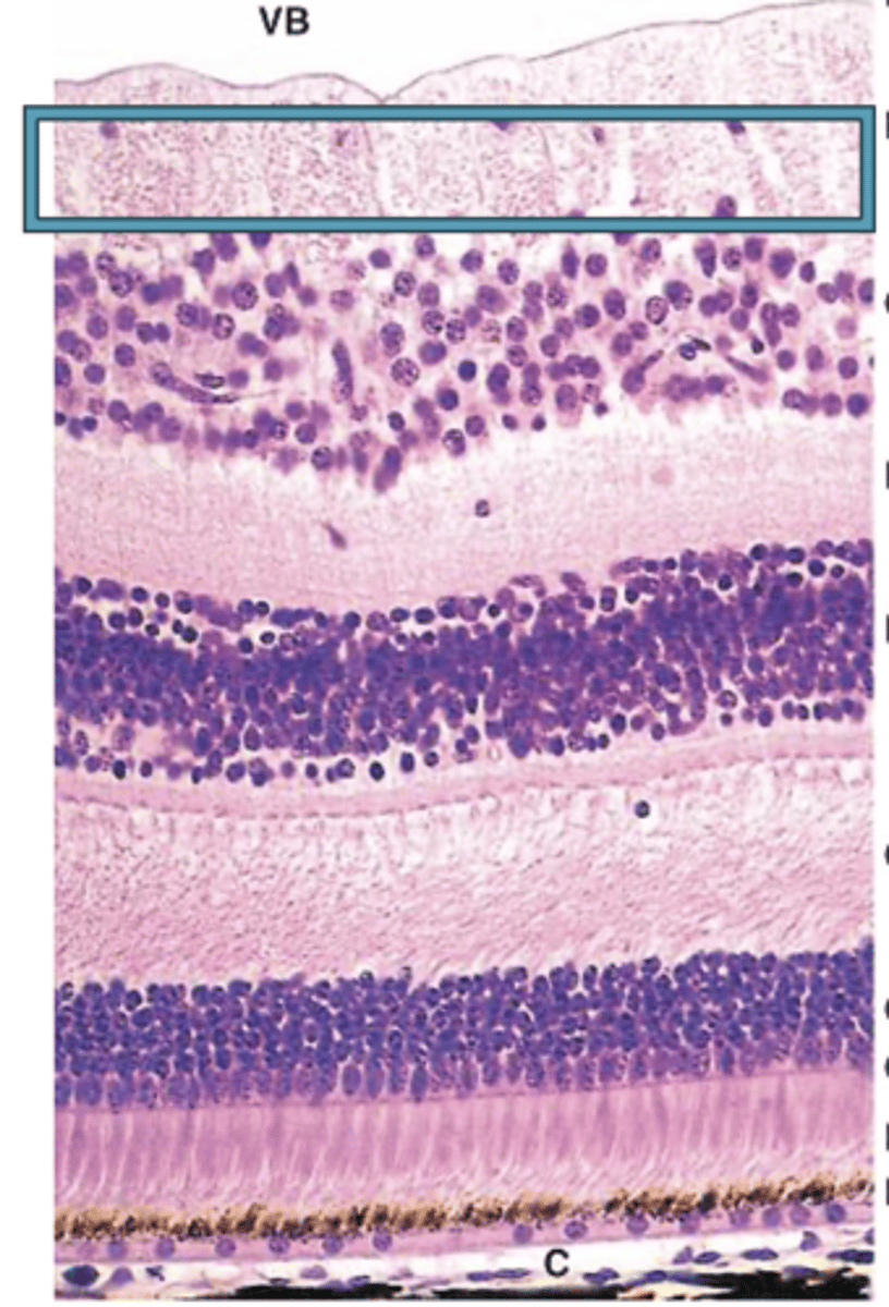 <p>Identify the Layers of the neural retina</p>