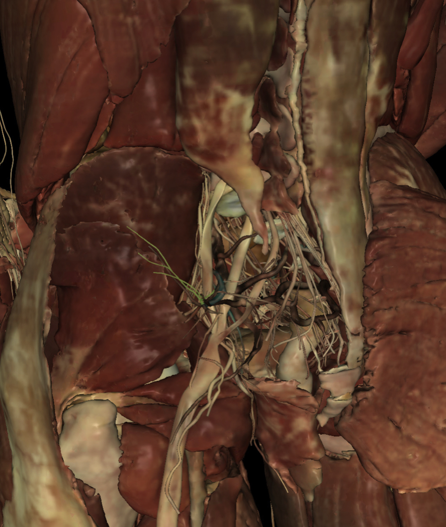 <p>Identify the Structure</p>