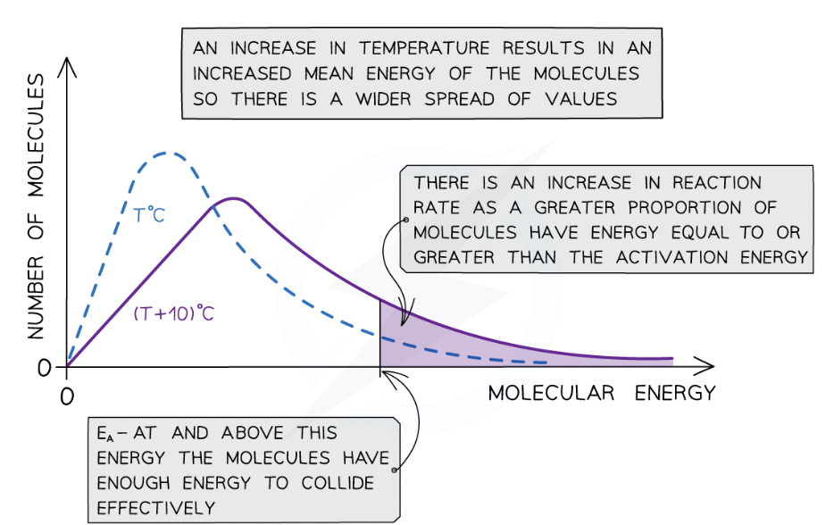 <ul><li><p>When the temperature of a reaction mixture is increased, the particles gain more kinetic energy</p></li><li><p>This causes the particles to move around faster resulting in more <strong>frequent collisions</strong></p></li><li><p>Furthermore, the proportion of <strong>successful collisions </strong>increases, meaning a higher <strong>proportion </strong>of the particles possess the minimum amount of energy (activation energy) to cause a chemical reaction</p></li><li><p>With higher temperatures, the Boltzmann distribution curve <strong>flattens </strong>and the peak <strong>shifts </strong>to the right</p></li></ul>