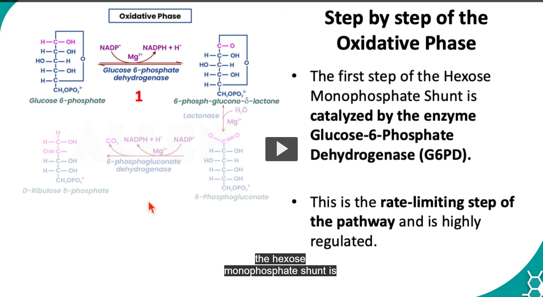 <p><strong>oxidative phase of HMP</strong>: breaks down glucose-6-phosphate (oxidizes glucose-6-phosphate) → NADPH + H.</p><p>the <strong>first step</strong> of the <strong>hexose monophosphate shunt</strong> is <strong>catalyzed</strong> by the<strong> enzyme Glucose-6-phosphate <u>de</u>hydrogenase (G6P<u>D</u>)</strong></p><p><strong>At C1</strong>: There is an <strong>aldehyde</strong> in the <strong>open-chain form</strong>, </p><p>1. <strong>G6PD removes a hydride (H⁻)</strong>, </p><p>2. <strong>NADP⁺ accepts that hydride</strong> → becomes <strong>NADPH, </strong>there is another proton (hydride is H-, proton is H+), the other proton is released into the aqueous environment.</p><p>So chemically: <strong>Alcohol/aldehyde → more oxidized carbonyl derivative</strong></p><p>This forms: <span style="color: blue;"><span>6-phosphoglucono-δ-lactone</span></span> (a cyclic ester)</p><p>That immediately cyclizes into a <strong>lactone glucose-6-phosphate</strong> at <strong>carbon 1</strong> forming a <span style="color: rgb(0, 0, 0);"><strong><span>lactone</span></strong></span></p><p>-the reaction reduces NADP→ NADPH, generating the first molecule of NADPH in the pathway.</p><p>-<strong>Mg2+</strong> is a <strong>cofactor</strong> that is used to <strong>stabilize the negatively charged phosphate group</strong> on <strong>glucose-6-phosphat</strong>e. the <strong>phosphate</strong> has a <strong>negative</strong> <strong>charge</strong> that <strong>repels nearby negative residues</strong>, makes precise positioning harder, need stabilization inside the enzyme active site. <strong>Mg2+</strong> is there to <strong>neutralize the charge and reduce electrostatic repulsion.</strong></p><p><span style="color: rgb(3, 1, 1);"><span>-this is the </span><strong><span>RATE LIMITING STEP</span></strong><span> </span><strong><span>of the pathway</span></strong><span> and is </span><strong><span>highly regulated:</span></strong></span></p><p>Why Is This the Rate-Limiting Step (The slowest step in a metabolic pathway that determines the overall speed (flux) of the pathway.)?</p><ol><li><p>It is the <strong>first committed step </strong>(The first irreversible reaction that sends a metabolite down one pathway and prevents it from easily returning to competing pathways.)</p></li><li><p>It controls NADPH production</p></li><li><p>It has the largest negative ΔG in the pathway</p></li><li><p>It is tightly regulated by NADP⁺/NADPH ratio</p></li></ol><p></p><p>Regulation of G6PD (Very High Yield) Primary Regulator: NADP⁺ Availability</p><table style="min-width: 50px;"><colgroup><col style="min-width: 25px;"><col style="min-width: 25px;"></colgroup><tbody><tr><th colspan="1" rowspan="1"><p>High NADP⁺</p></th><th colspan="1" rowspan="1"><p>→ Activates G6PD</p></th></tr><tr><td colspan="1" rowspan="1"><p>High NADPH</p></td><td colspan="1" rowspan="1"><p>→ Inhibits G6PD</p></td></tr></tbody></table><p>This makes perfect physiological sense:</p><ul><li><p>If the cell needs reducing power → NADPH gets used</p></li><li><p>NADP⁺ rises</p></li><li><p>Pathway turns ON</p></li></ul><p>This is elegant redox control.</p><p>what is NAD<strong>PH</strong> used for?</p><p>NADH → ATP production (energy extraction)</p><p>NADPH → <strong>biosynthesis</strong> + protection (reduction reactions)</p><p><span>1⃣</span> <strong>Fatty Acid Synthesis </strong>(Very High Yield): In liver, adipose, lactating mammary gland: NAD<strong>PH</strong> <strong>provides electrons</strong> to <strong>reduce carbon chains during fatty acid elongation, c</strong>onvert acetyl-CoA into palmitate.</p><p>Without NADPH: You cannot convert acetyl-CoA into palmitate.</p><p>This is one of the <strong>biggest consumers</strong> of NADPH.</p><div data-type="horizontalRule"><hr></div><p>Why This Step Is Irreversible</p><p>1. Strongly Exergonic (Large Negative ΔG)</p><p>Redox reactions involving NADP⁺ release substantial free energy.</p><p>2. NADPH Is Rapidly Consumed in:</p><ul><li><p>Fatty acid synthesis</p></li><li><p>Cholesterol synthesis</p></li><li><p>Glutathione reduction (RBC survival)</p></li><li><p>Cytochrome P450 detox</p></li></ul><p>Product removal pulls reaction forward.</p><p>3. It Commits G6P Away From Glycolysis</p><p>Once oxidized at C1, glucose cannot easily return to glycolysis as G6P.</p>