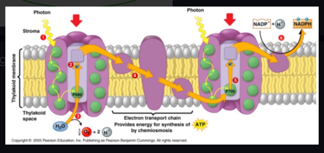 <p>group of pigment molecules that can trap light energy</p>