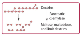 <p>pancreas releases pancreatic alpha amylase which hydrolyzes alpha (1,4) glycosidic bonds. dextrins broken down into maltose, maltotriose, and limit dextrins. hydrolysis stops 4 residues away from the alpha (1,6) bond</p>