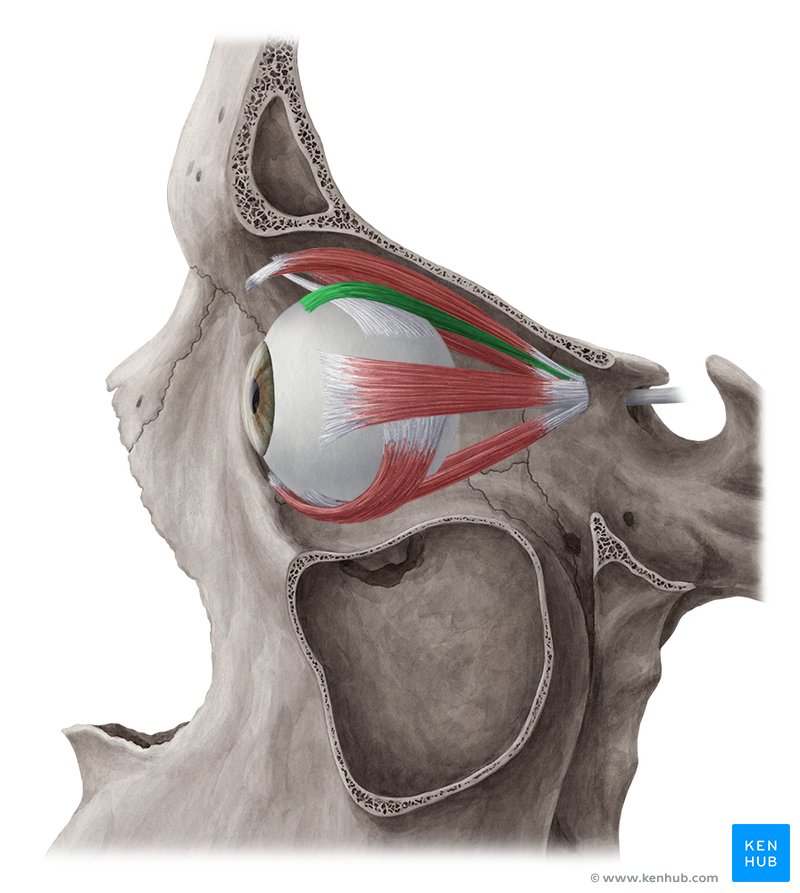 <p>One of the extrinsic muscles of the eye, located outside the eyeball but within the superior orbit, it belongs to a group called the extraocular muscles. This group of muscles serves to move the eyes within the orbit.</p>