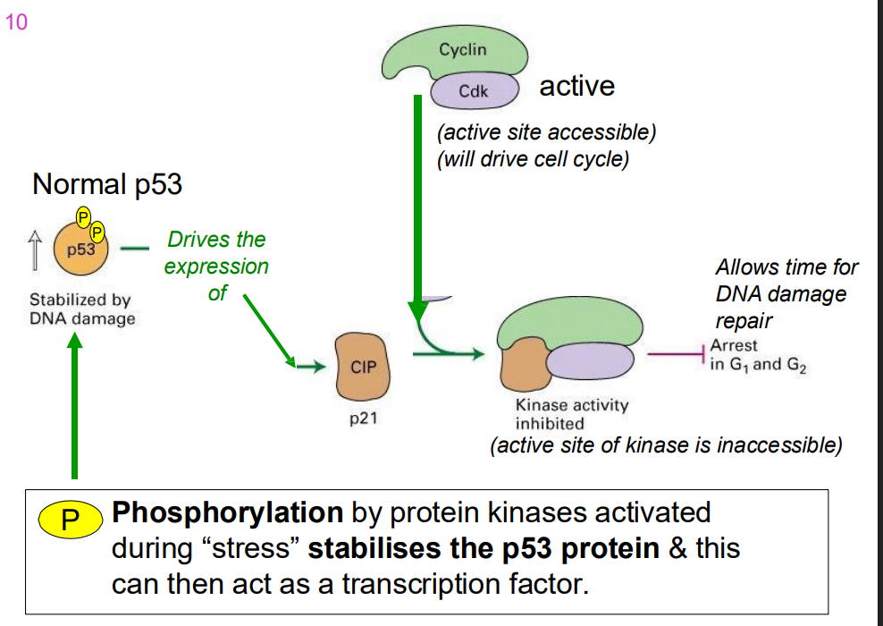 <p>- phosphorylation by protein kinases activated during "stress" stabilises the p53 protein and this can then act as a trasncfritopn factor</p>