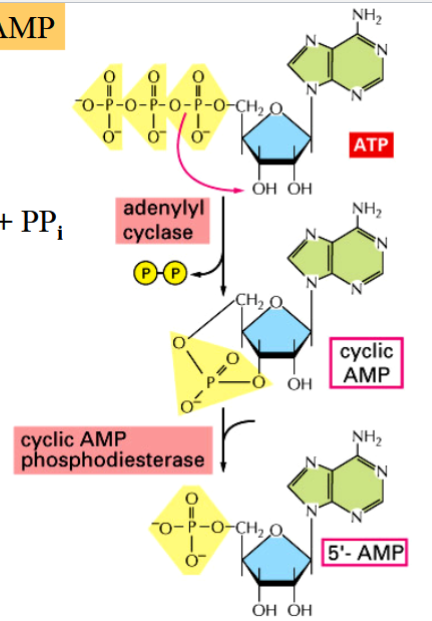 <p>cyclic AMP</p><p>a second messenger, activates PKA</p><p>ATP → cAMP + PP<sub>i</sub> (activation, catalyzed by AC)</p><p>cAMP → AMP (deactivation)</p>