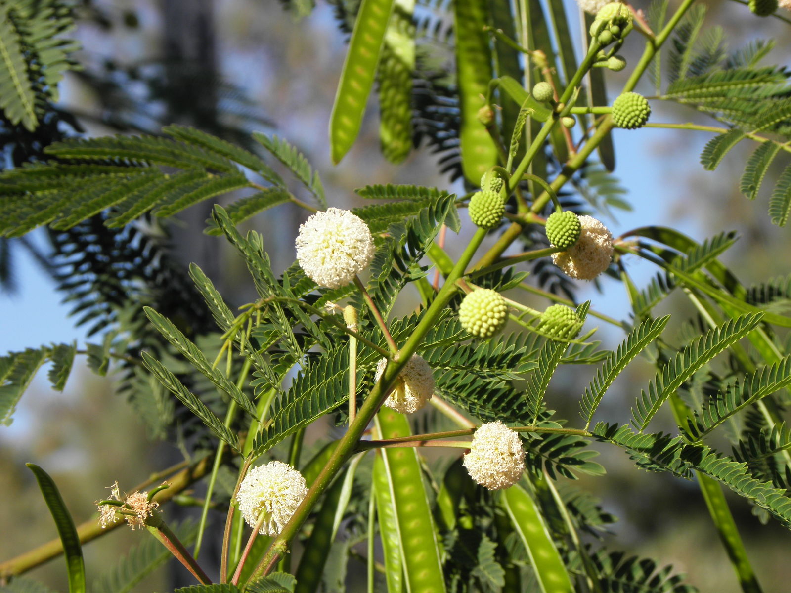 <p>Biological Origin:<strong> <em>Leucaena leucocephala</em> (Lam) de Wit. (Fabaceae)</strong></p><p>Common Name:<strong> Wild Tamarind, Ipil-ipil</strong></p><p>Part used: <strong>Seeds, Leaves</strong></p><p>Medicinal use:</p><p>Seeds</p><p><strong>● Antidiabetic (seed extract) ● Antioxidant ● Coffee substitute</strong></p><p>Leaves</p><p><strong>● Antimicrobial ● Antioxidant ● Anti-inflammatory</strong></p><p>Secondary metabolites:</p><ul><li><p><strong><u>Mimosine (Alkaloids)</u></strong></p></li></ul>