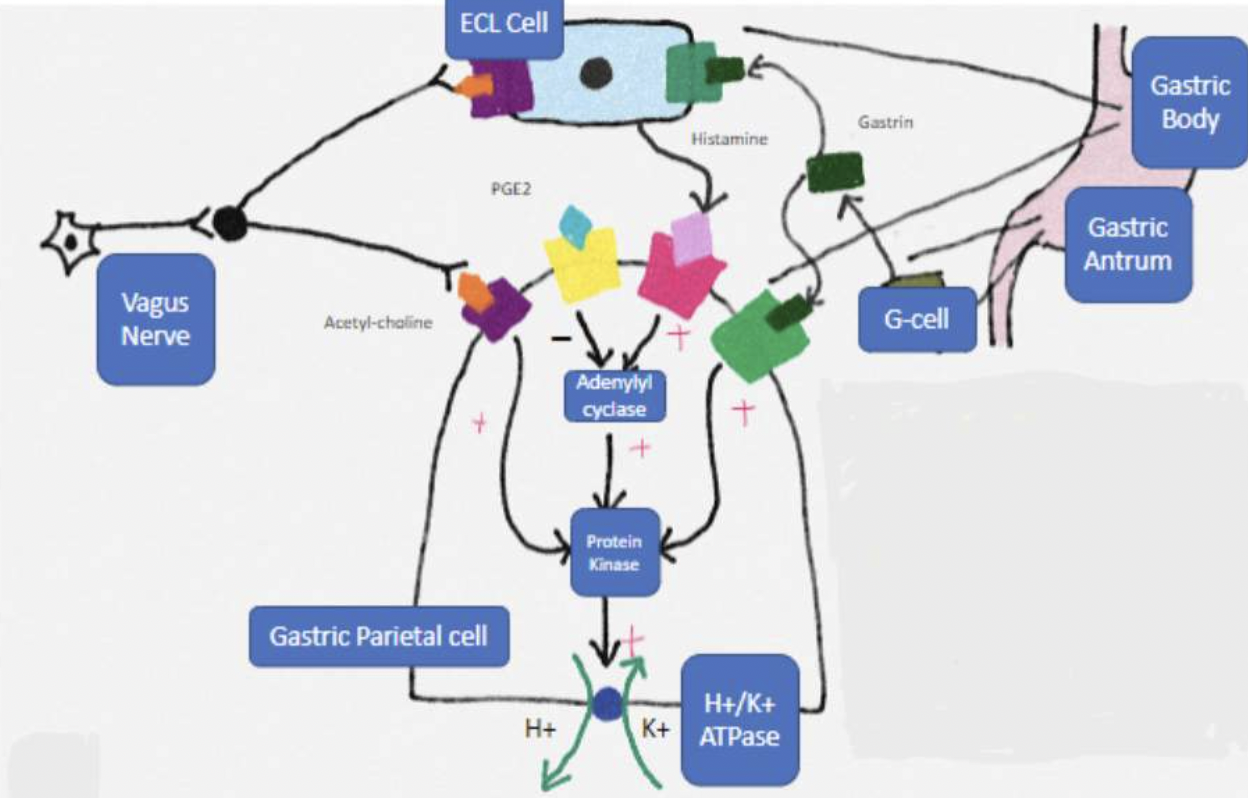 <p>Affects proton movement so it stays in stomach so reduces acidity and increases pH and this affects parietal cells in the fundus of the stomach?</p>