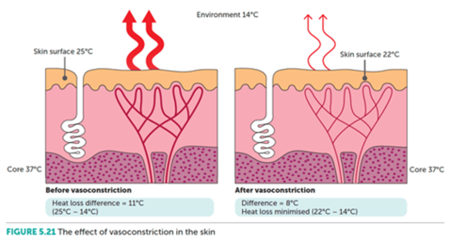 <p>If the environment temp falls, or if a person goes from a warm room into a cold environment, the cold receptors in the skin send messages to the hypothalamus. The hypothalamus then sends out impulses aimed at reducing heat loss and increasing heat production so that body temperature is maintained.</p><p>The body can respond by making physiological changes (body functioning) and behavioural changes.</p>