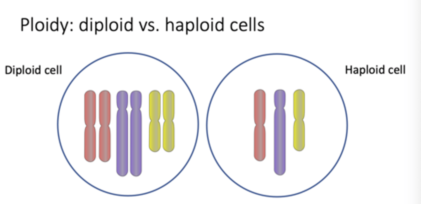 <p>Diploid cells have 2 sets of chromosomes (2n), while haploid cells have 1 set of chromosomes (n).</p>