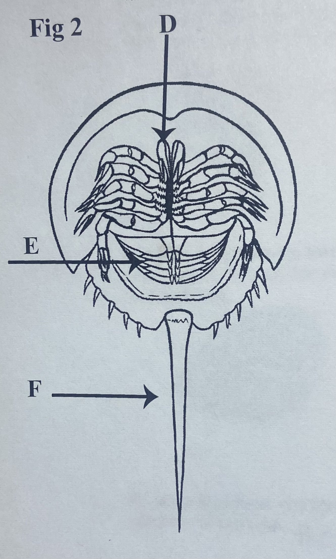 These organisms use …. for respiration