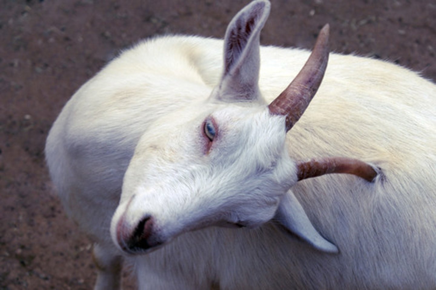 <p>Con dê</p><p>(noun)</p><p>/goʊt/</p><p>Goat is one of the animals that live in high mountains.</p>