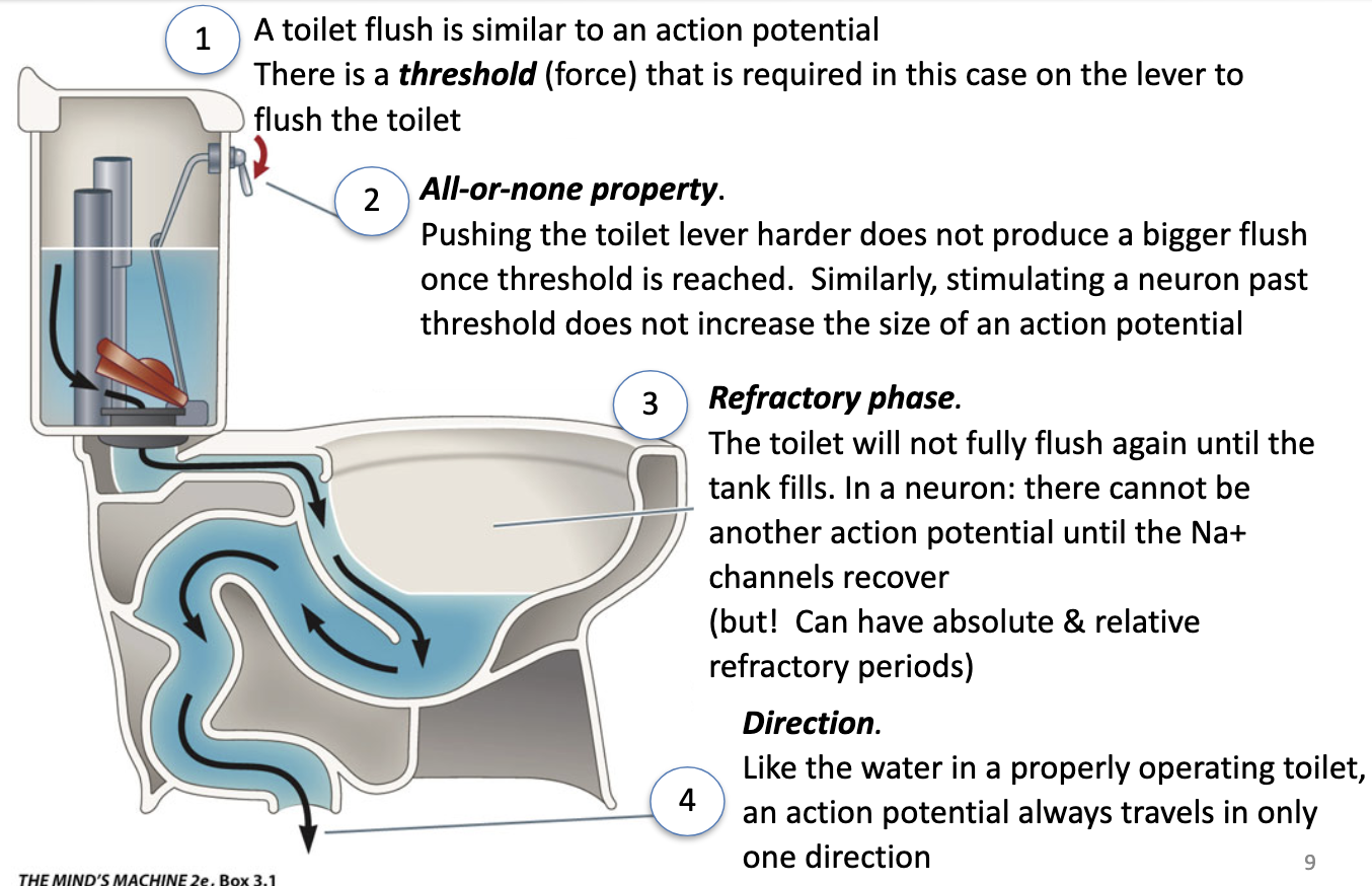 <ul><li><p><strong>Threshold:</strong> minimum force (depolarization) required to trigger flush (AP)</p></li><li><p><strong>All-or-none:</strong> pushing harder doesn’t make a bigger flush (AP size fixed)</p></li><li><p><strong>Refractory period:</strong> can’t flush again until tank refills (Na+ channels recover)</p></li><li><p><strong>Direction:</strong> water flows one way; AP travels in <strong>one direction</strong></p></li></ul><p></p>