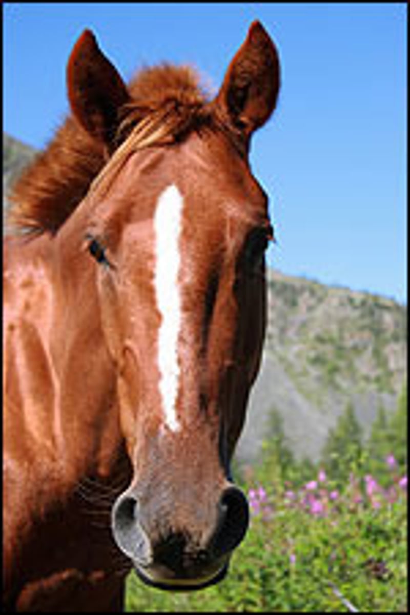 <p>pattern of the head where long narrow band of white working from the forehead down towards the muzzle</p>