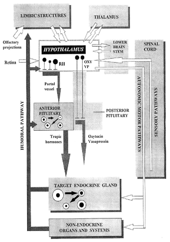 <p>steroids, peptide hormones at the MBH, cytokines, neuropeptides (ultrashort loop feedback)</p>