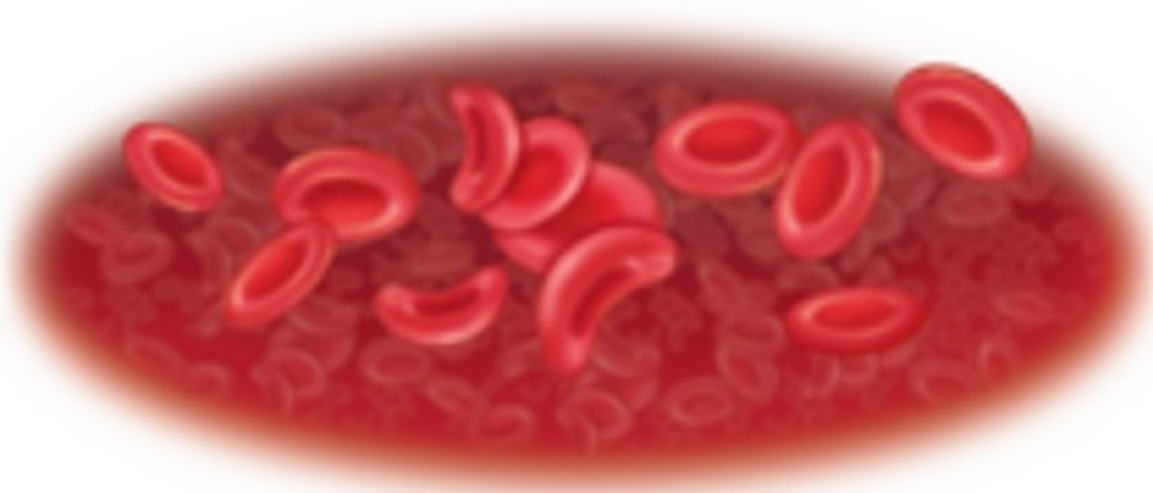 <ul><li><p>disc shaped cells</p></li><li><p>(red blood cells)</p></li></ul>