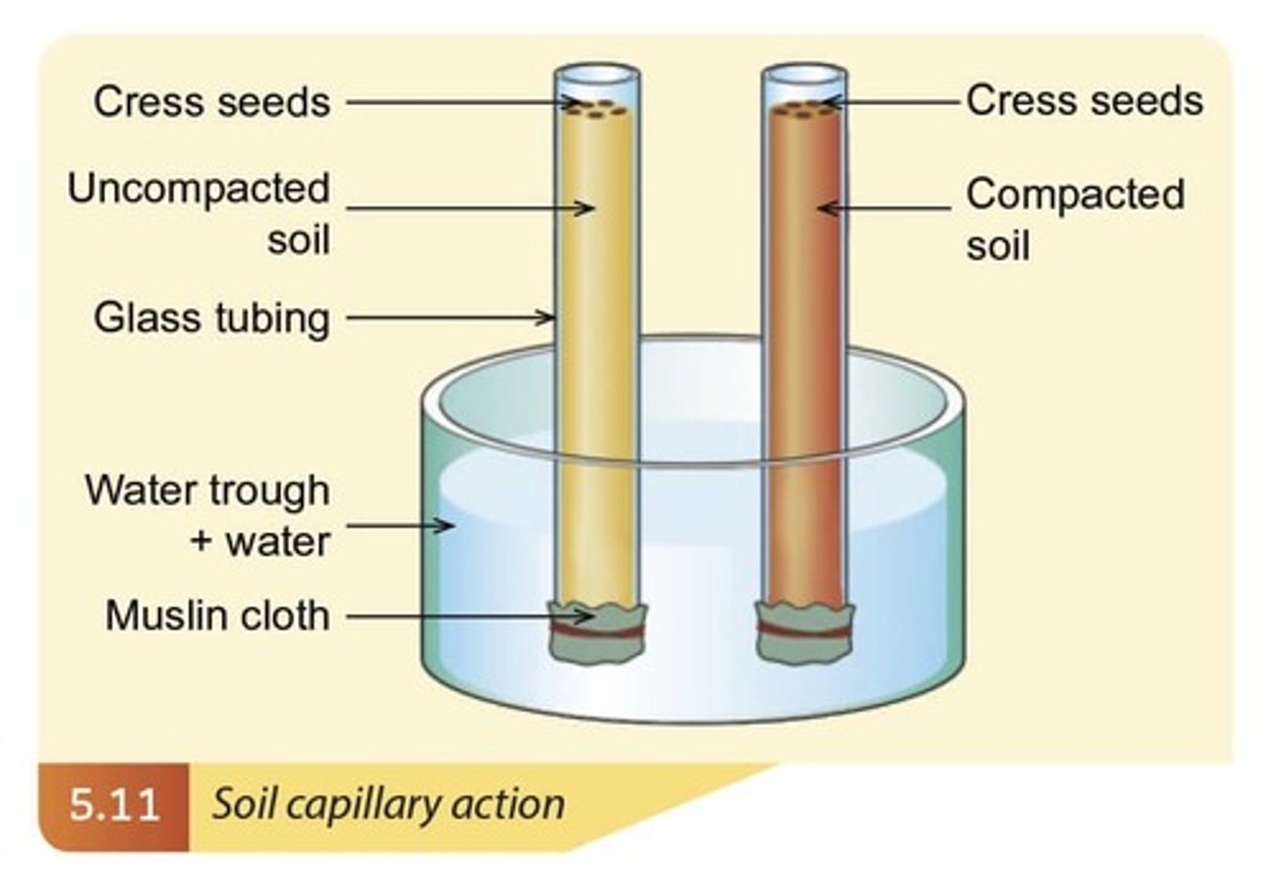 <p>Capillary action in soil the primary force that enables the soil to retain water. In the same way that water moves upwards through a tube against the force of gravity; water moves upwards through soil pores, or the spaces between soil particles.</p>