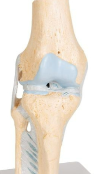 <p>Name joint </p>