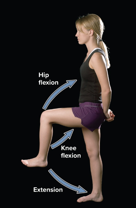 <p>extension</p>