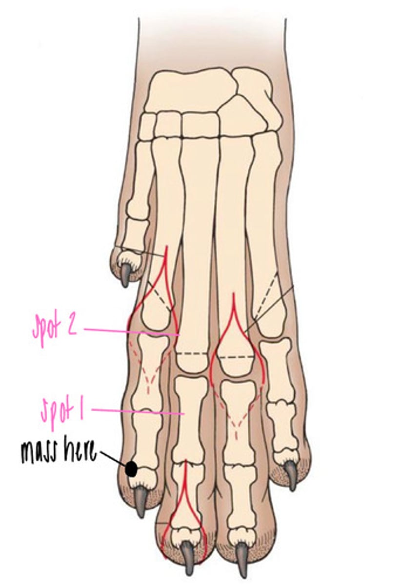 <p>You see a mass. WHERE should you amputate for the best prognosis but preserving the limb as much as possible?</p>