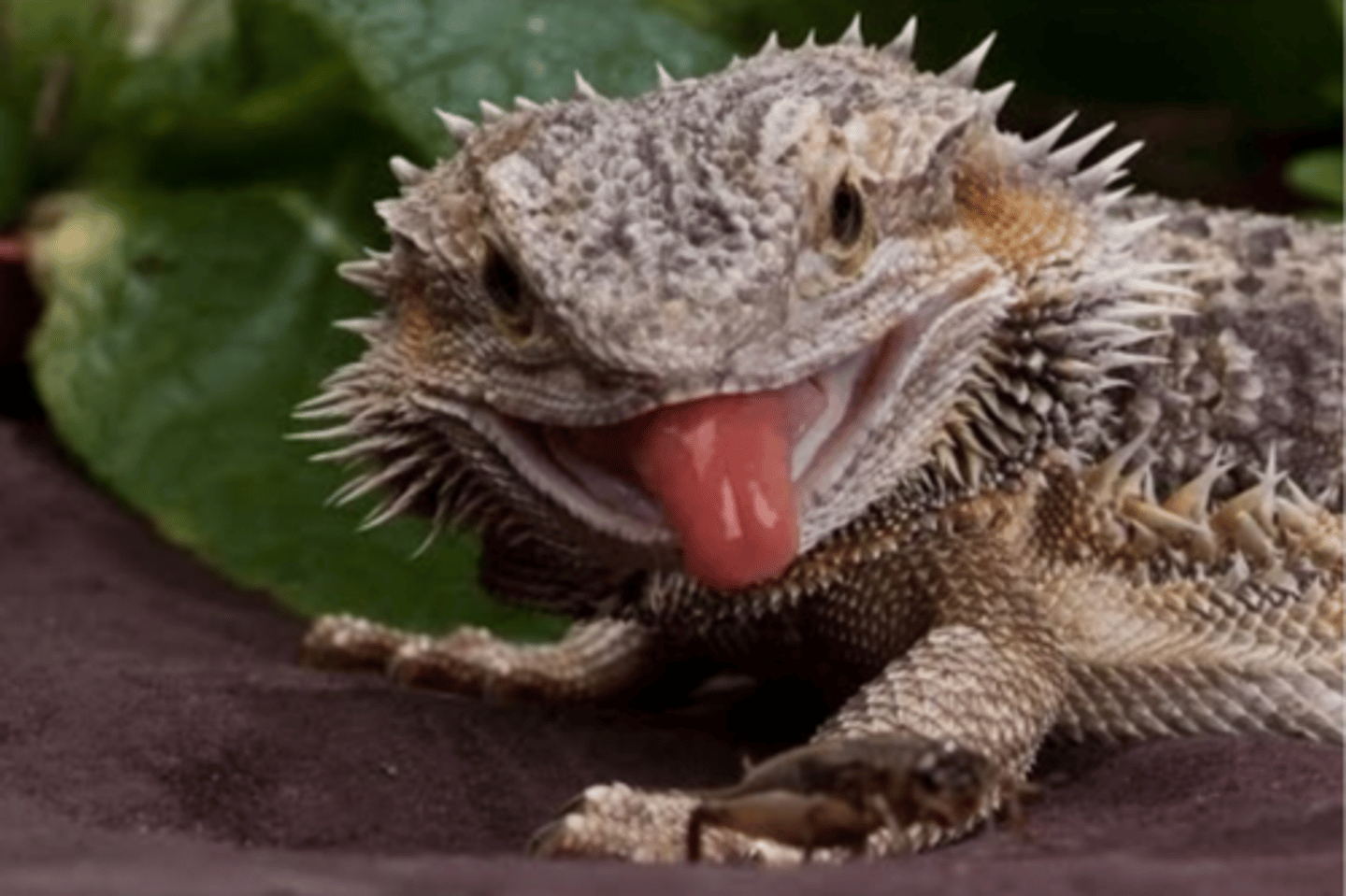 <p>I am a reptile and am closely related to snakes. I rely on my eyesight and quick acting tongue to capture insects. I also use my tongue to smell.</p>