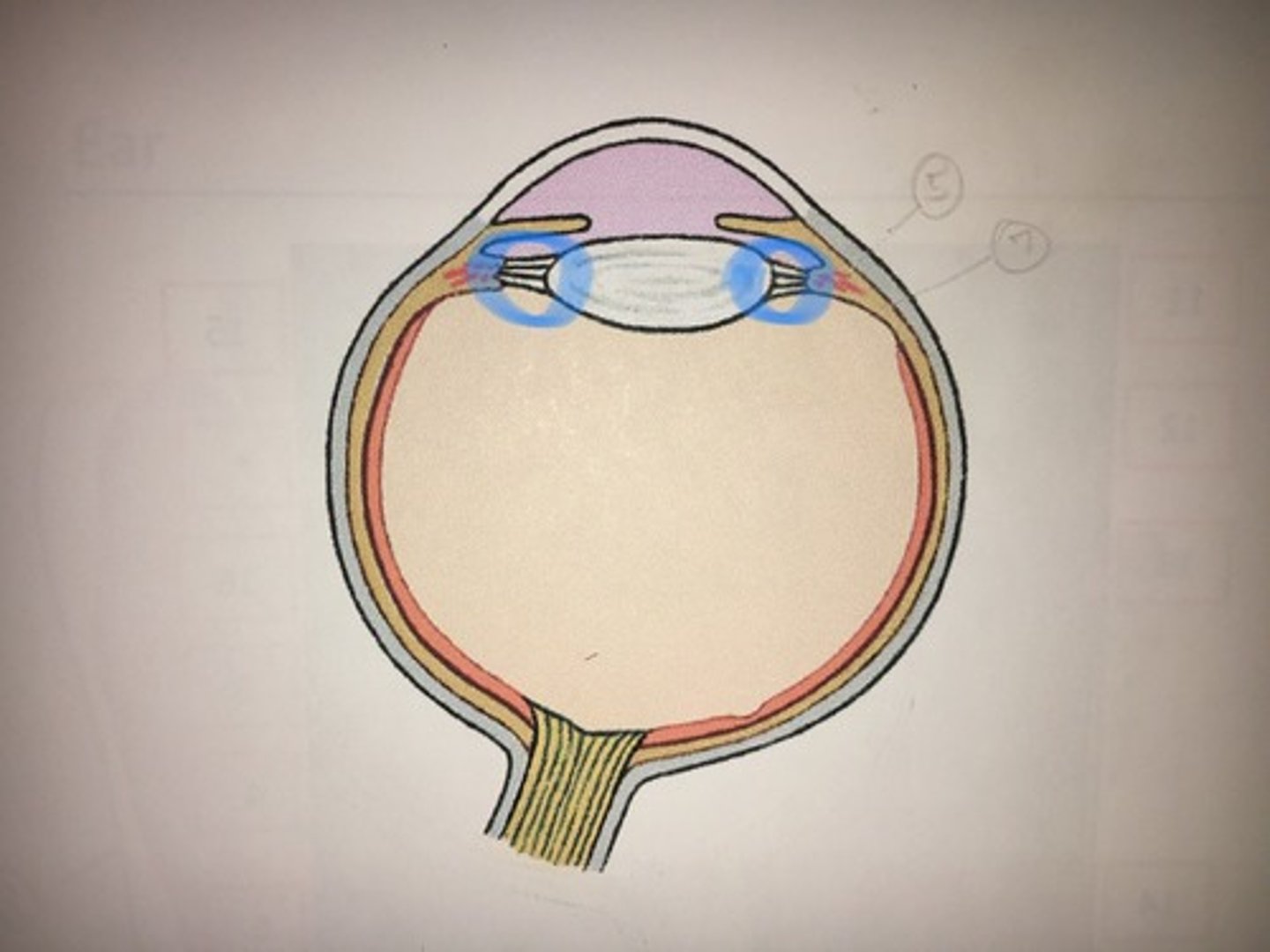 <p>holds the lens; NOT ON ANY MODELS. Will be tested as a picture not on model.</p>