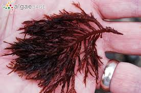 <p>distichous, alternate branching, discoid holdfast, Branches soft and slippery, no midribs or veins</p>