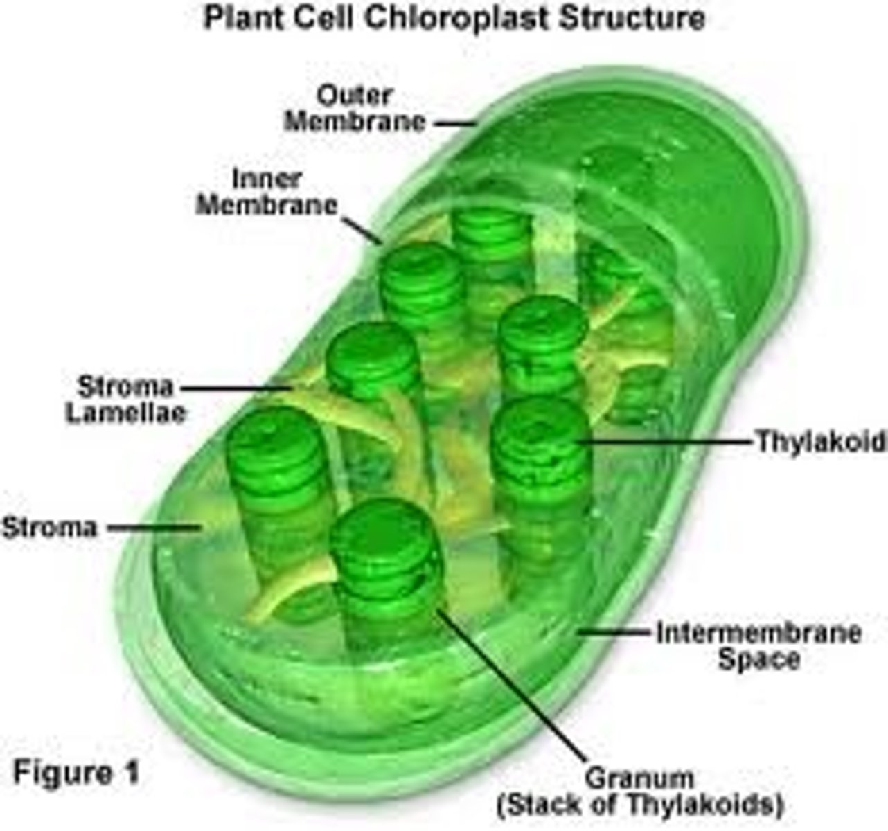 <p>These plant organelles have their own DNA like mitochondria. They are normally larger than mitochondria though and they also have a three membrane system.</p>