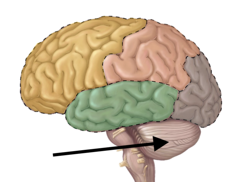 <p>Name the structure</p>