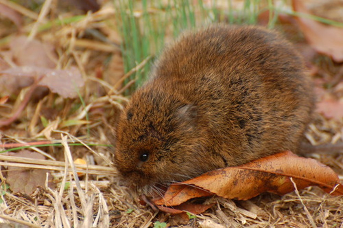<p>Microtus pennsylvanicus</p>