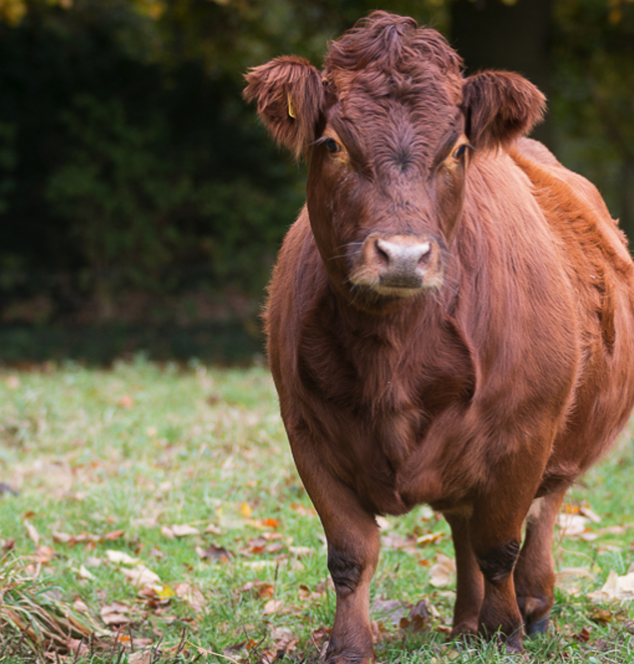 <p><span><span>• Een van de kleinste koeien rassen.</span></span></p>