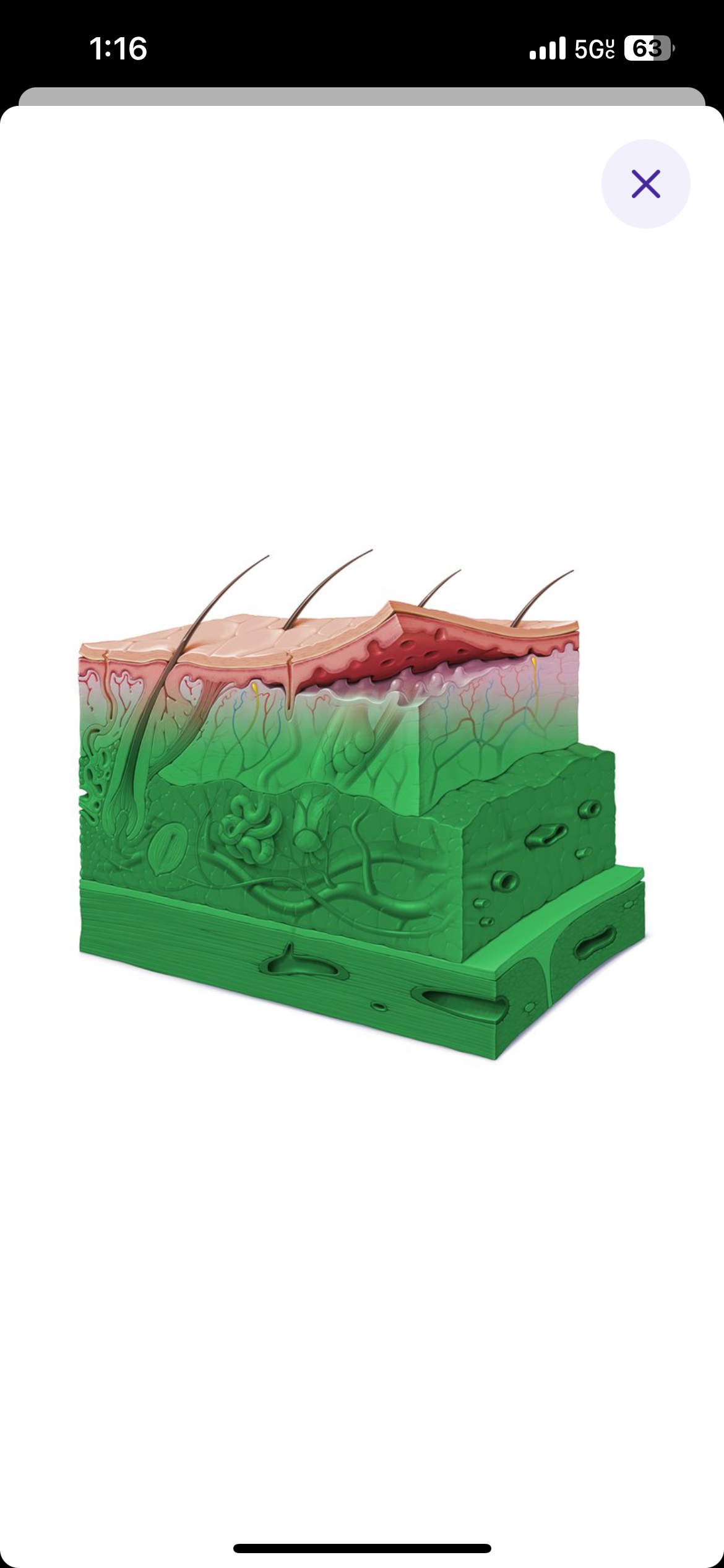 <p>Refers to a structure further from the surface </p><p>Ex:muscles are deep to the skin </p>