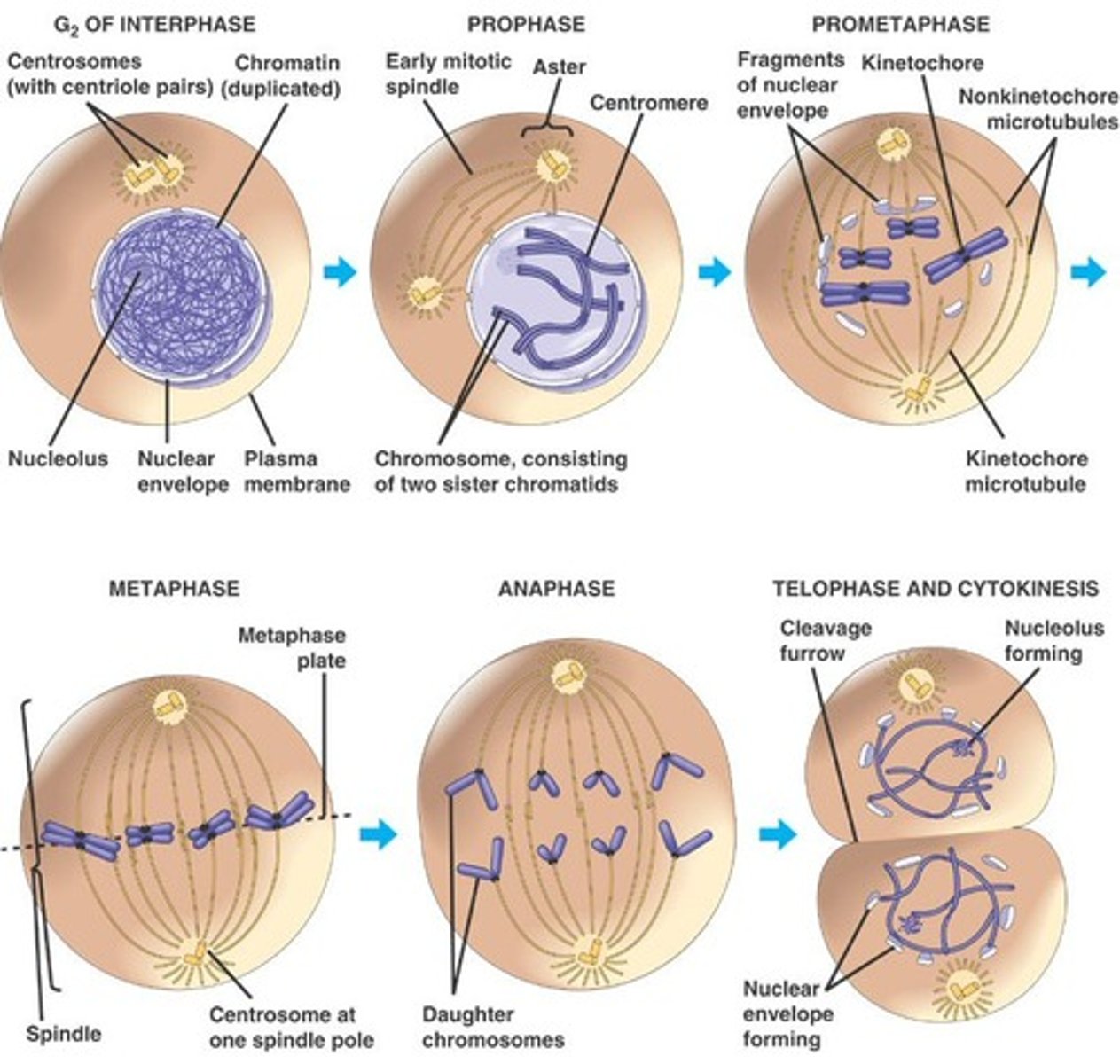 <p>1) Prophase: chromatin condenses into chromosomes, nucleus disappears 2) Metaphase: chromosomes line up at equator, kinetechore microtubules attach 3) Anaphase: sister chromatids move to opposite poles of the cell 4) Telophase and Cytokinesis: daughter cells separate, nucleus reforms, chromosomes decondense</p>
