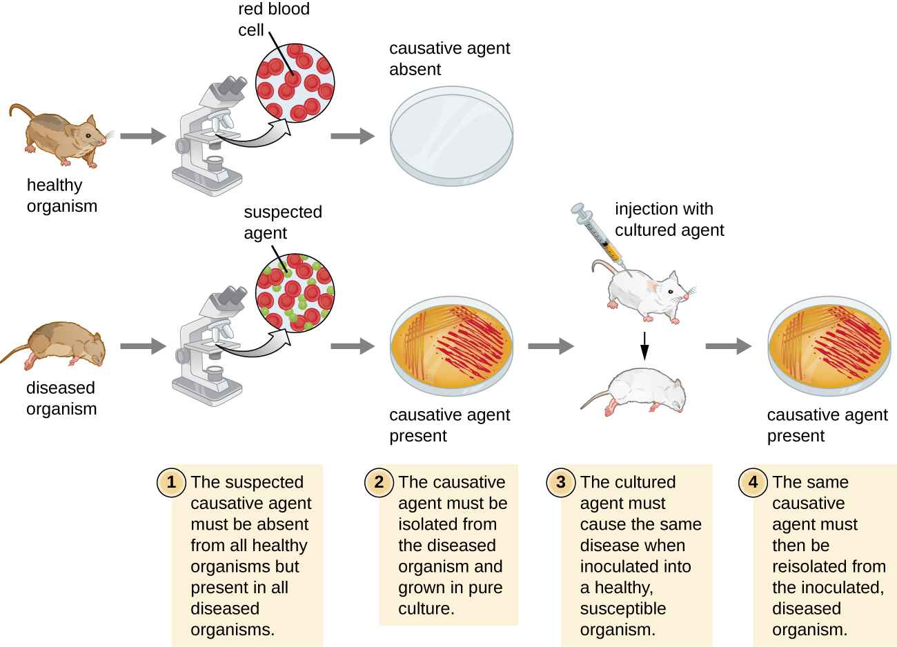 <ol><li><p>The microorganism must be found in all cases of the disease, but not in healthy individuals.<span>&nbsp;</span></p></li><li><p>The microorganism must be isolated from the diseased host and grown in pure culture.<span>&nbsp;</span></p></li><li><p>The cultured microorganism must cause the original disease when inoculated into a healthy, susceptible host.<span>&nbsp;</span></p></li><li><p>The same microorganism must be re-isolated from the newly infected host.<span>&nbsp;</span></p></li></ol><p></p>