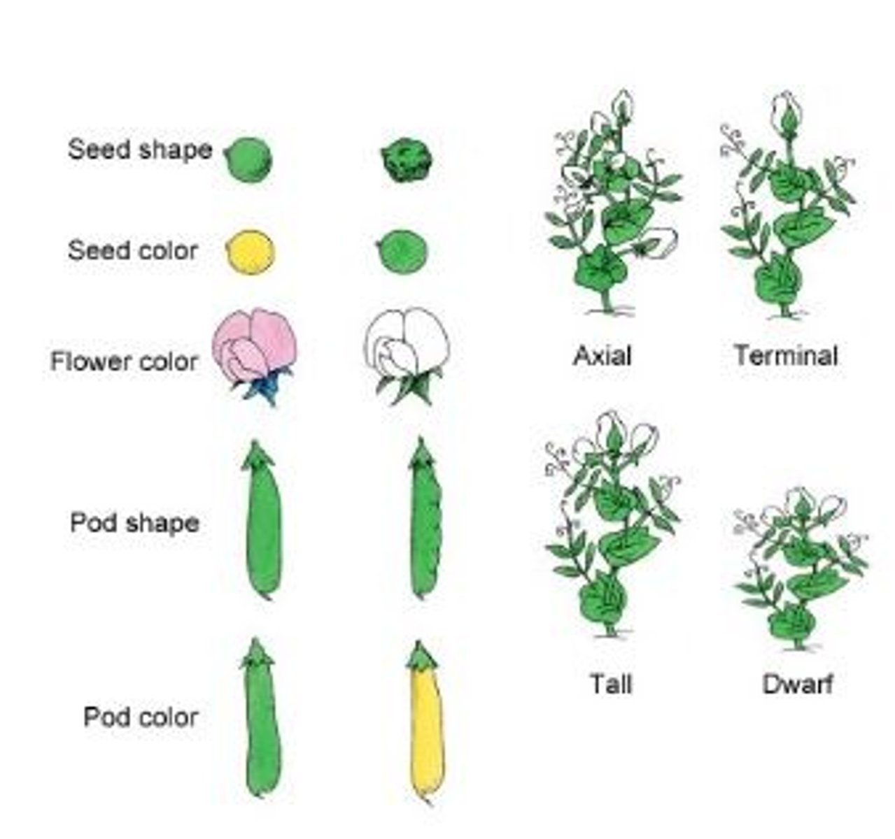 <p>Seed shape</p><p>Seed color</p><p>Flower color</p><p>Pod shape</p><p>Pod color</p><p>Flower Location</p><p>Plant height</p>