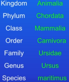 <ul><li><p>Binomial means 2 names - every organism is named from their genus and species</p></li><li><p>It’s based on characteristics we can see</p><ul><li><p>shape of body or number of toes</p></li></ul></li><li><p>If asked for an animals binomial name, you write (genus) (species)</p><ul><li><p>E.g Polar bear’s binomial name is Ursus Maritimus</p></li></ul></li><li><p>Biology has major advances since this system was developed</p></li></ul>