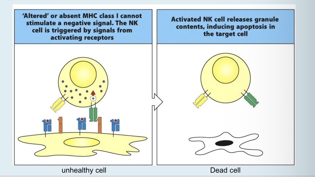 <p>Infected or malignant cels don’t express MHC Class 1, only the activators signals is left so the NK cell kills that cell</p>
