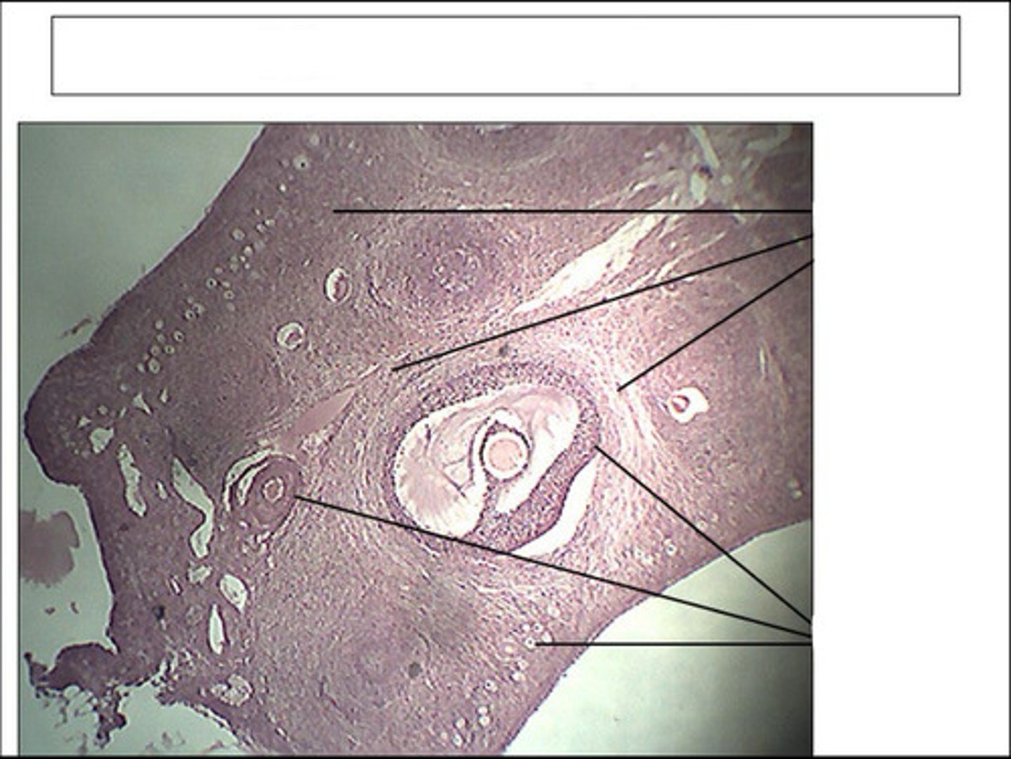 <p>identify this organ</p>